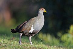 Tasmanian Nativehen